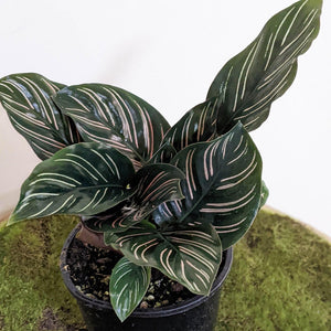 Calathea sanderiana Pinstripe Calathea - 105mm