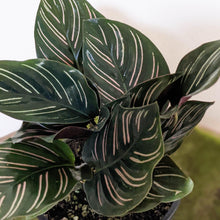 Load image into Gallery viewer, Calathea sanderiana Pinstripe Calathea - 105mm
