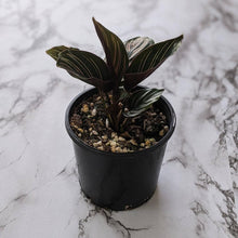 Load image into Gallery viewer, Calathea sanderiana Pinstripe Calathea - 105mm
