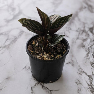 Calathea sanderiana Pinstripe Calathea - 105mm