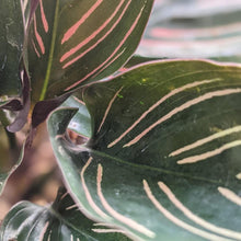 Load image into Gallery viewer, Calathea sanderiana Pinstripe Calathea - 105mm
