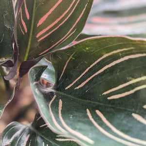 Calathea sanderiana Pinstripe Calathea - 105mm