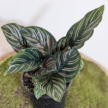 Load image into Gallery viewer, Calathea sanderiana Pinstripe Calathea - 105mm
