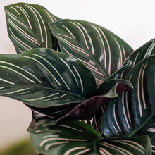 Load image into Gallery viewer, Calathea sanderiana Pinstripe Calathea - 105mm
