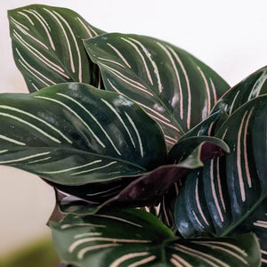 Calathea sanderiana Pinstripe Calathea - 105mm