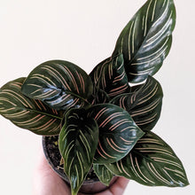 Load image into Gallery viewer, Calathea sanderiana Pinstripe Calathea - 105mm
