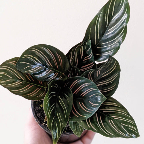 Calathea sanderiana Pinstripe Calathea - 105mm