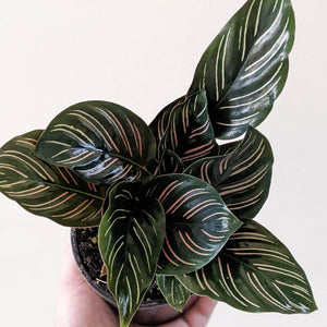 Calathea sanderiana Pinstripe Calathea - 105mm