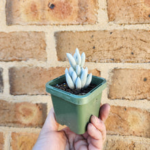 Load image into Gallery viewer, Caputia tomentosa - 66mm
