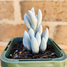 Load image into Gallery viewer, Caputia tomentosa - 66mm
