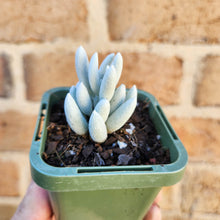 Load image into Gallery viewer, Caputia tomentosa - 66mm
