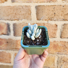 Load image into Gallery viewer, Caputia tomentosa - 66mm
