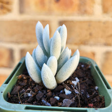 Load image into Gallery viewer, Caputia tomentosa - 66mm

