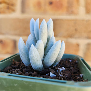 Caputia tomentosa - 66mm