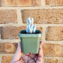 Load image into Gallery viewer, Caputia tomentosa - 66mm
