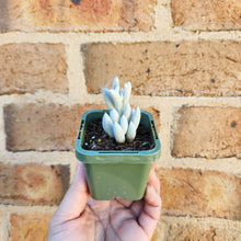 Load image into Gallery viewer, Caputia tomentosa - 66mm
