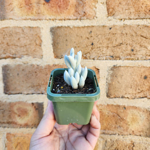Caputia tomentosa - 66mm