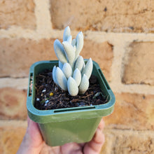 Load image into Gallery viewer, Caputia tomentosa - 66mm
