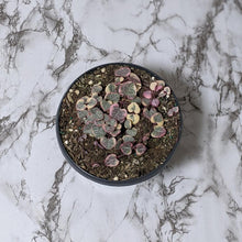 Load image into Gallery viewer, Ceropegia Woodii Variegated Chain of Hearts - 160mm
