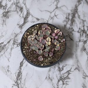 Ceropegia Woodii Variegated Chain of Hearts - 160mm