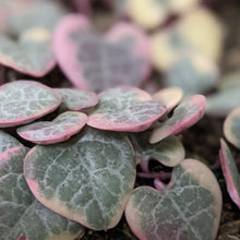 Load image into Gallery viewer, Ceropegia Woodii Variegated Chain of Hearts - 160mm
