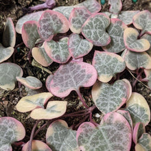 Load image into Gallery viewer, Ceropegia Woodii Variegated Chain of Hearts - 160mm
