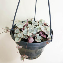 Load image into Gallery viewer, Ceropegia Woodii Variegated Chain of Hearts - 160mm
