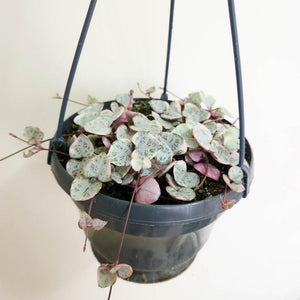 Ceropegia Woodii Variegated Chain of Hearts - 160mm