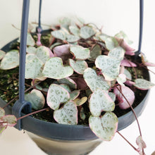 Load image into Gallery viewer, Ceropegia Woodii Variegated Chain of Hearts - 160mm
