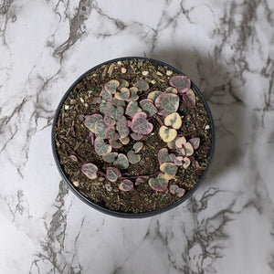 Ceropegia Woodii Variegated Chain of Hearts - 160mm