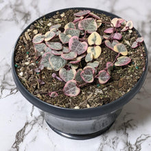 Load image into Gallery viewer, Ceropegia Woodii Variegated Chain of Hearts - 160mm
