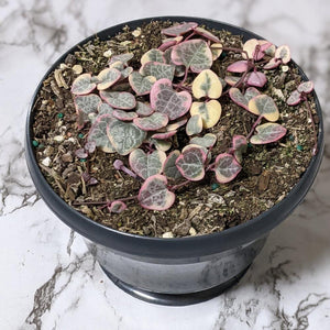 Ceropegia Woodii Variegated Chain of Hearts - 160mm