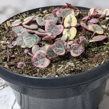Load image into Gallery viewer, Ceropegia Woodii Variegated Chain of Hearts - 160mm
