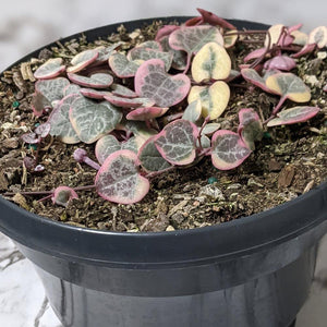 Ceropegia Woodii Variegated Chain of Hearts - 160mm