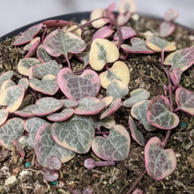 Load image into Gallery viewer, Ceropegia Woodii Variegated Chain of Hearts - 160mm

