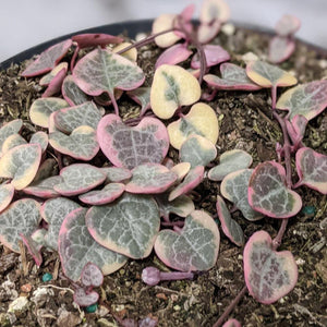 Ceropegia Woodii Variegated Chain of Hearts - 160mm