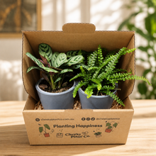 Load image into Gallery viewer, Assorted Potted Houseplant Duo

