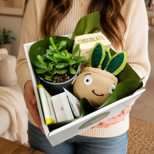 Load image into Gallery viewer, Pamper - Succulent Hamper / Succulent Gift Box - Sydney Only
