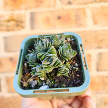 Load image into Gallery viewer, Crassula Buddha&#39;s Temple - 66mm
