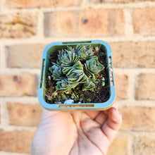 Load image into Gallery viewer, Crassula Buddha&#39;s Temple - 66mm
