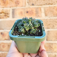 Load image into Gallery viewer, Crassula Buddha&#39;s Temple - 66mm
