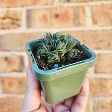 Load image into Gallery viewer, Crassula Buddha&#39;s Temple - 66mm
