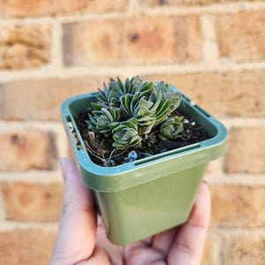 Crassula Buddha's Temple - 66mm