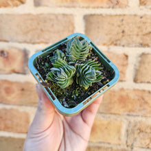 Load image into Gallery viewer, Crassula Buddha&#39;s Temple - 66mm
