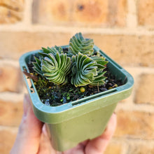Load image into Gallery viewer, Crassula Buddha&#39;s Temple - 66mm
