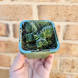 Crassula Buddha's Temple - 66mm