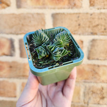 Load image into Gallery viewer, Crassula Buddha&#39;s Temple - 66mm
