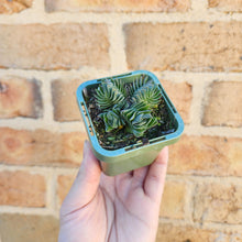Load image into Gallery viewer, Crassula Buddha&#39;s Temple - 66mm
