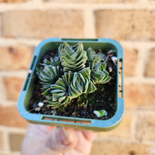 Load image into Gallery viewer, Crassula Buddha&#39;s Temple - 66mm
