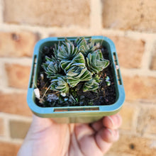 Load image into Gallery viewer, Crassula Buddha&#39;s Temple - 66mm
